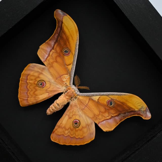 Real Saturn moth framed taxidermy - Antheraea jana