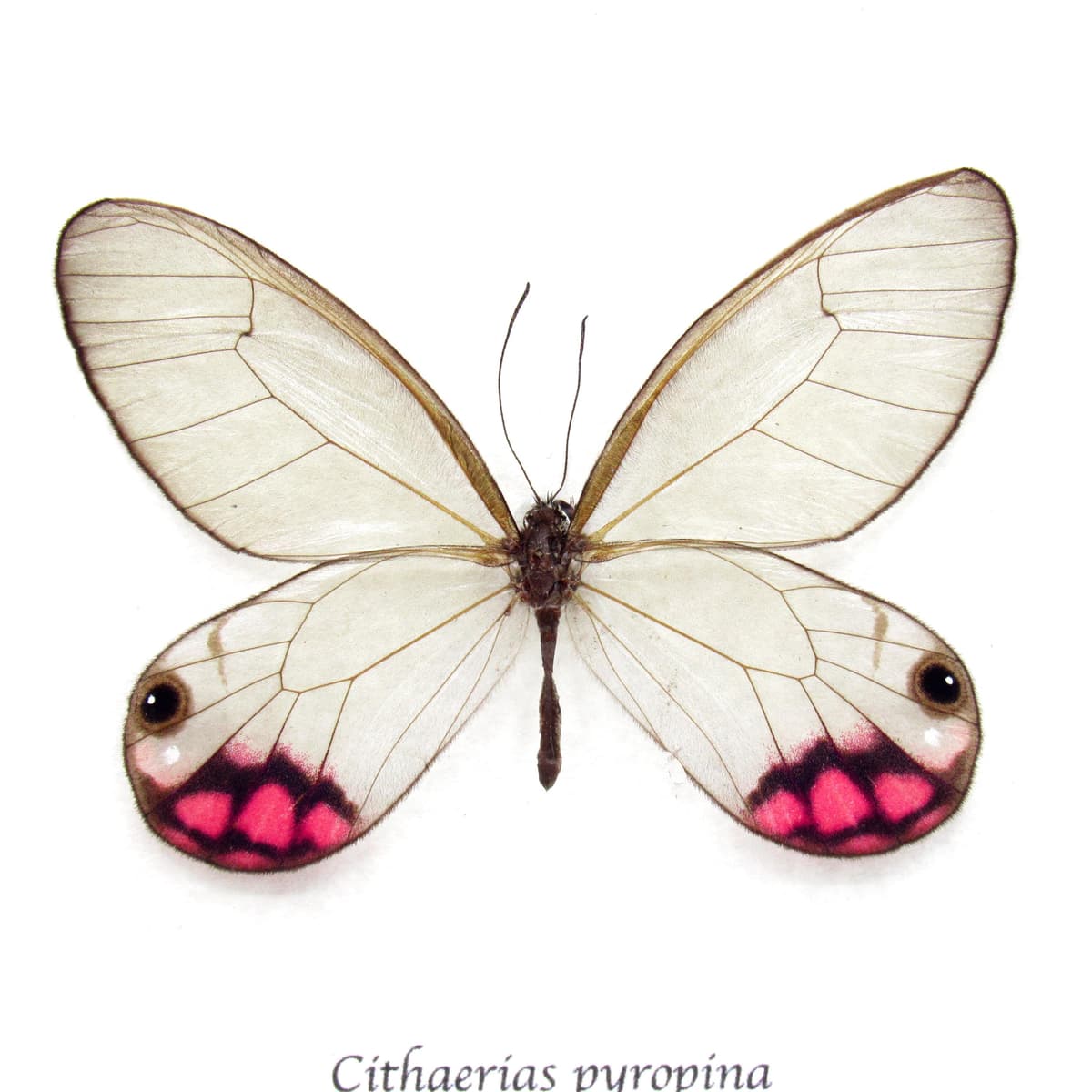 Rare pink glasswing butterfly framed taxidermy - Cithaerias pyropina