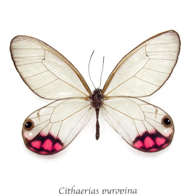 Rare pink glasswing butterfly framed taxidermy - Cithaerias pyropina