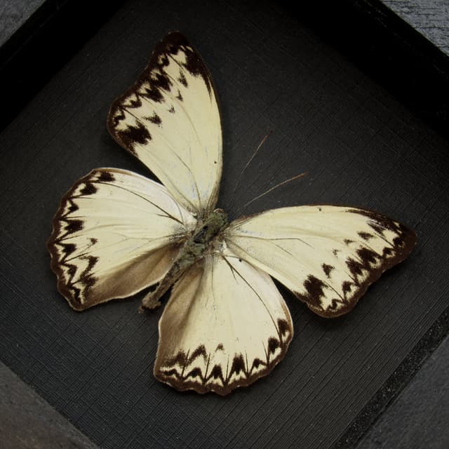 Real White Glider butterfly framed taxidermy - Cymothoe caenis