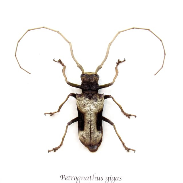 Real Long Horn beetle framed taxidermy - Petrognathus gigas