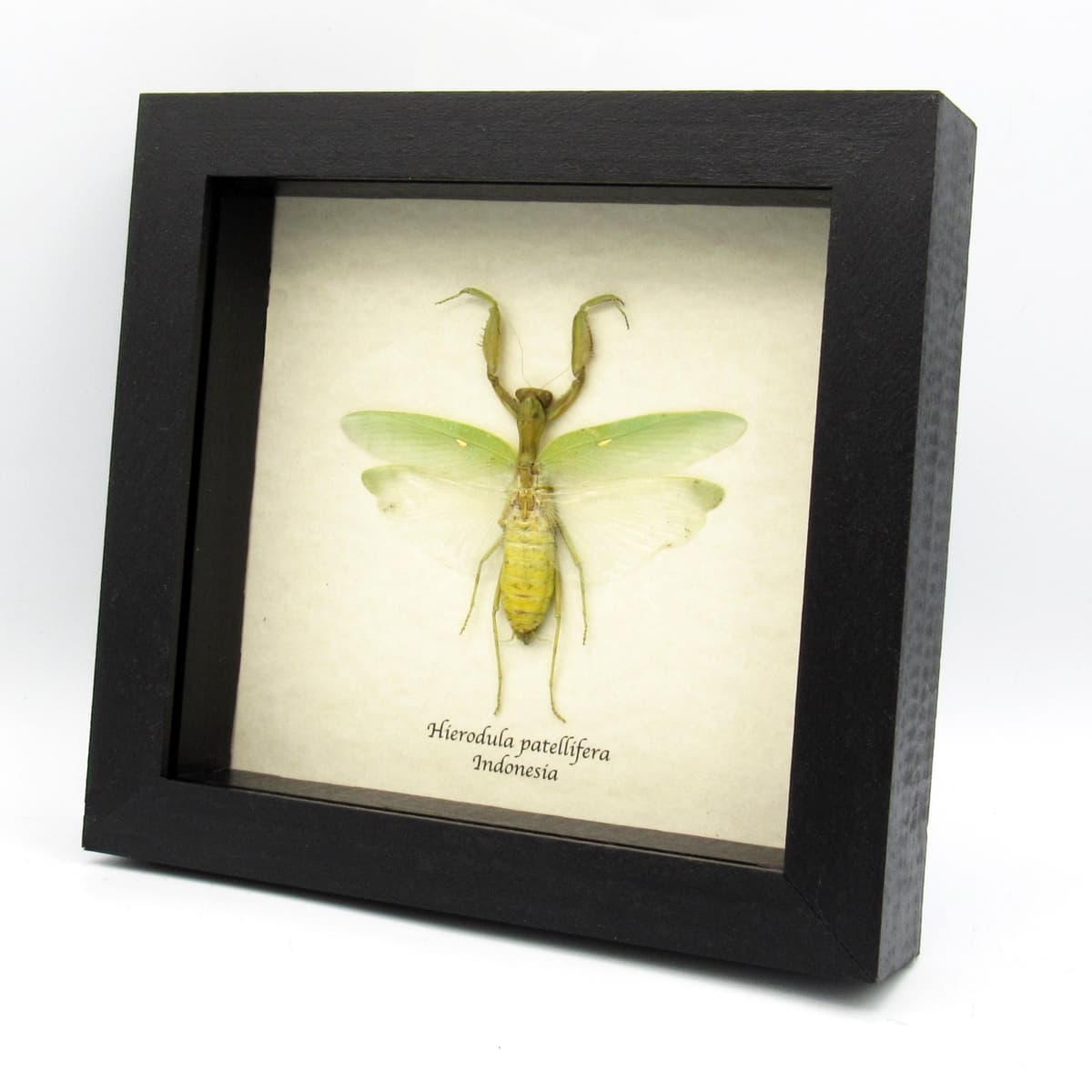 Real large Praying Mantis framed taxidermy - Hierodula patellifera - female