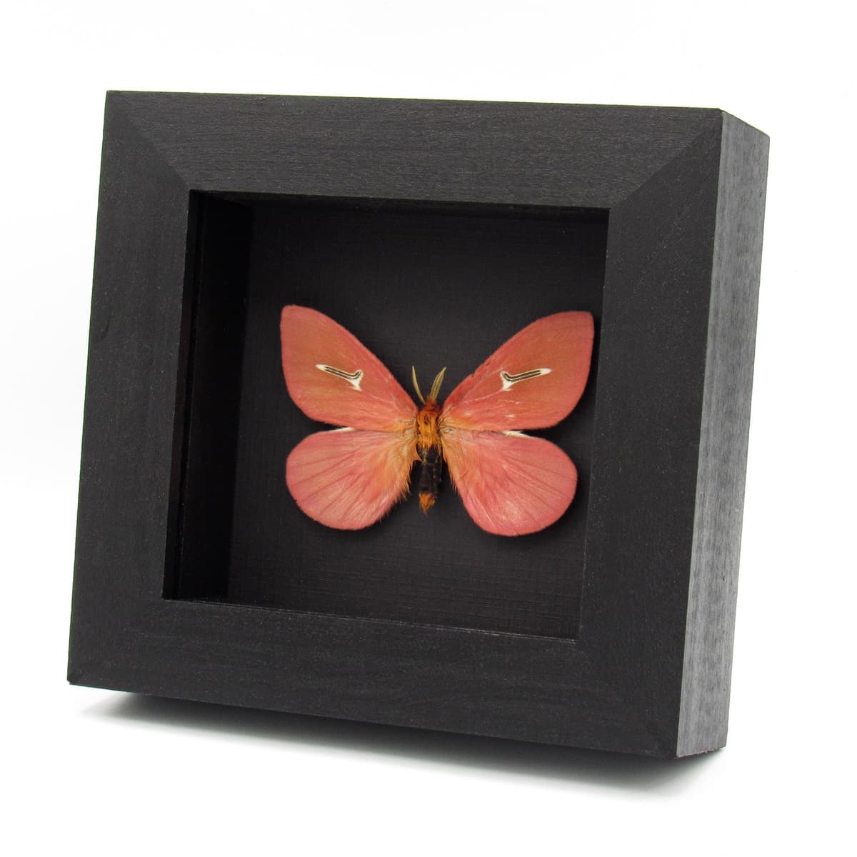Rare pink moth framed taxidermy - Cerodirphia avenata
