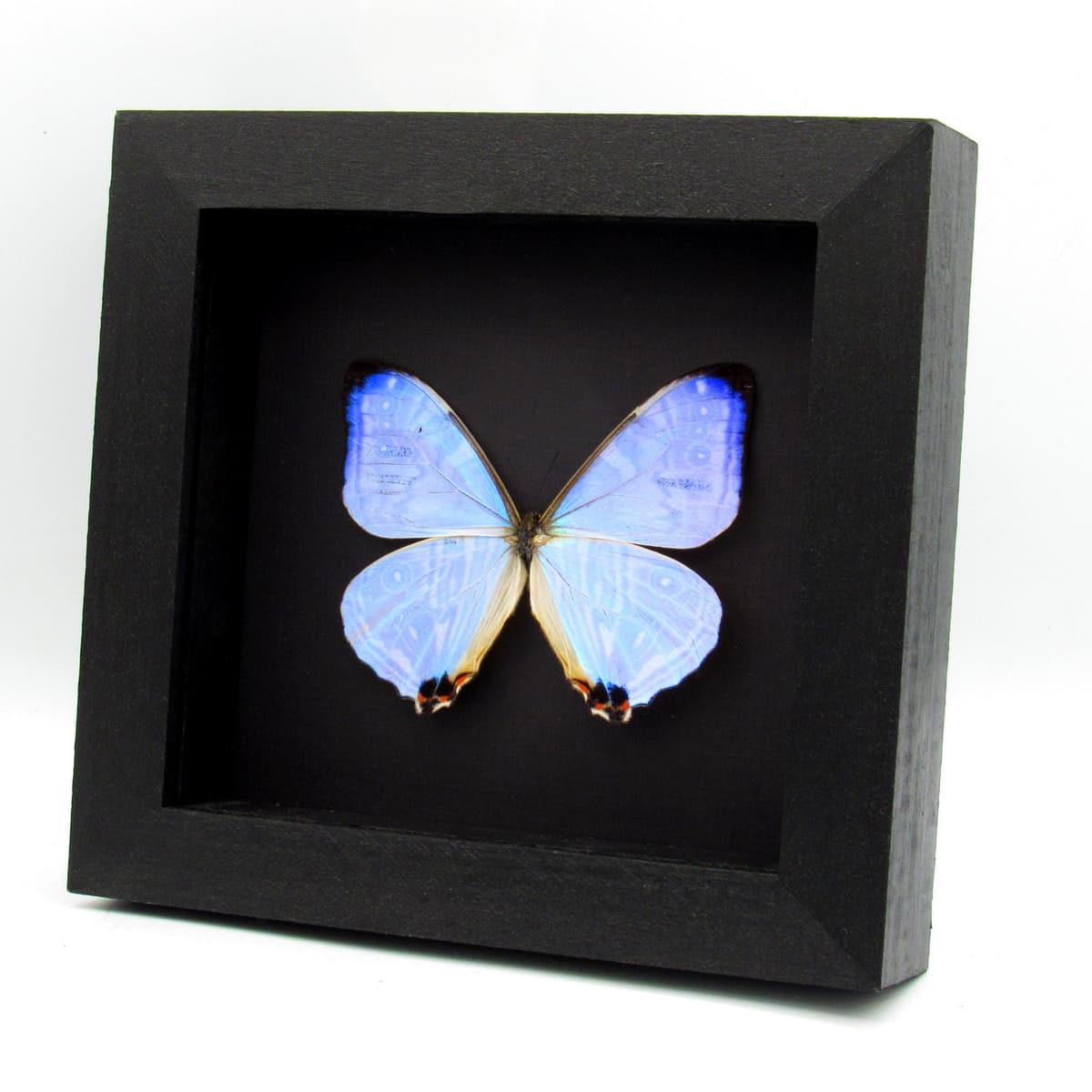 Real XL Pearl Morpho framed butterfly taxidermy - Morpho sulkowskyi