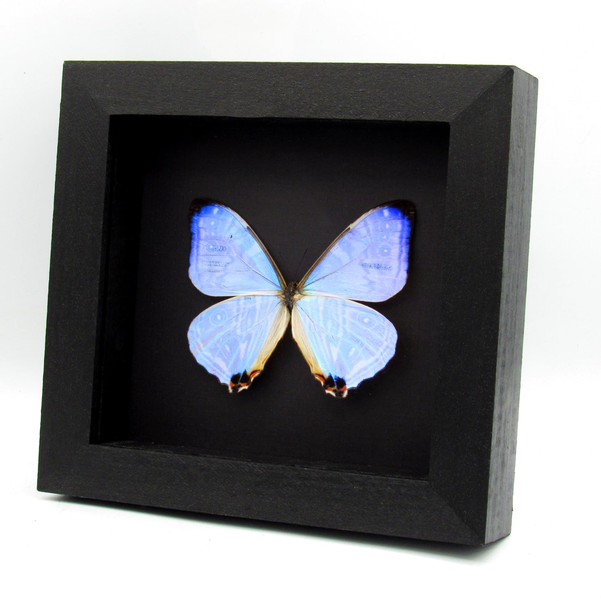Real XL Pearl Morpho framed butterfly taxidermy - Morpho sulkowskyi