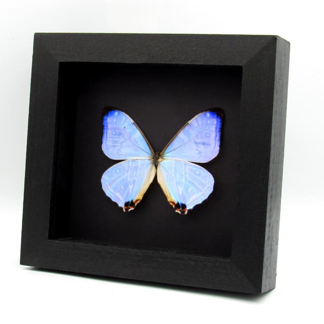 Real XL Pearl Morpho framed butterfly taxidermy - Morpho sulkowskyi