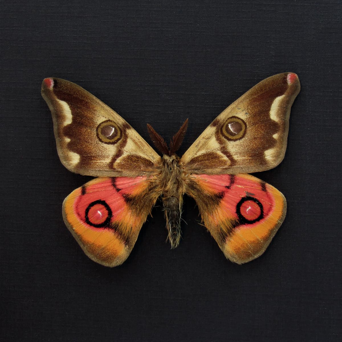 Very rare real pink Saturn moth framed taxidermy - Polythysana cinerascens