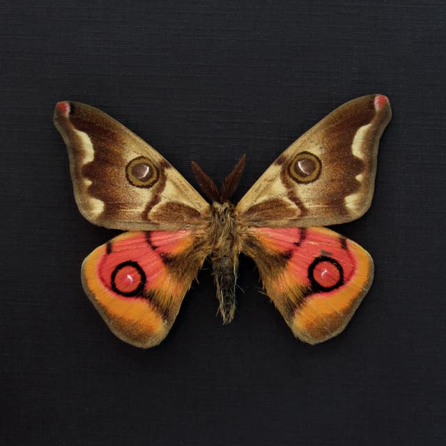 Very rare real pink Saturn moth framed taxidermy - Polythysana cinerascens