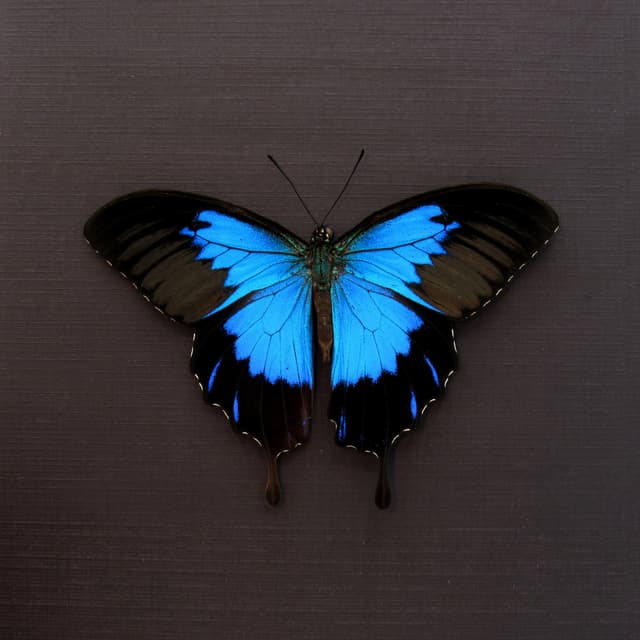 Real metallic blue butterfly framed taxidermy - Papilio ulysses telegonus - Victorian mount