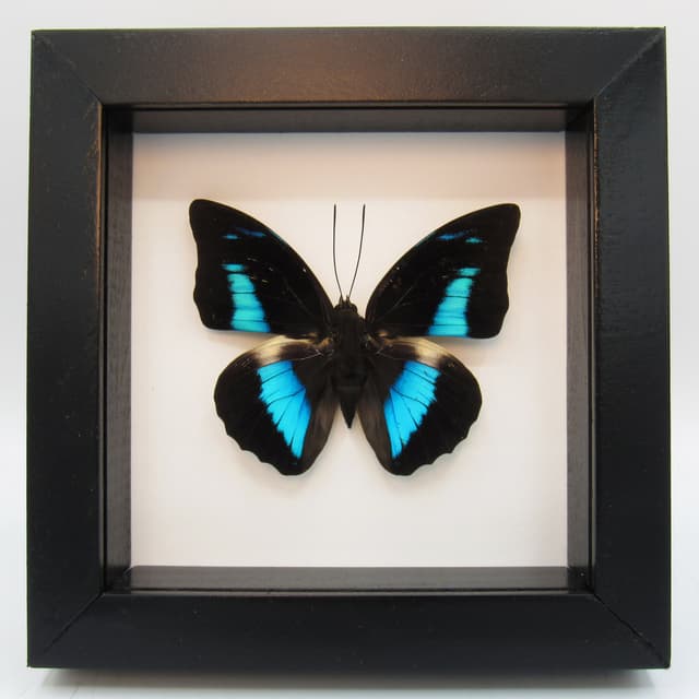 Real framed taxidermy butterfly - Prepona demophon