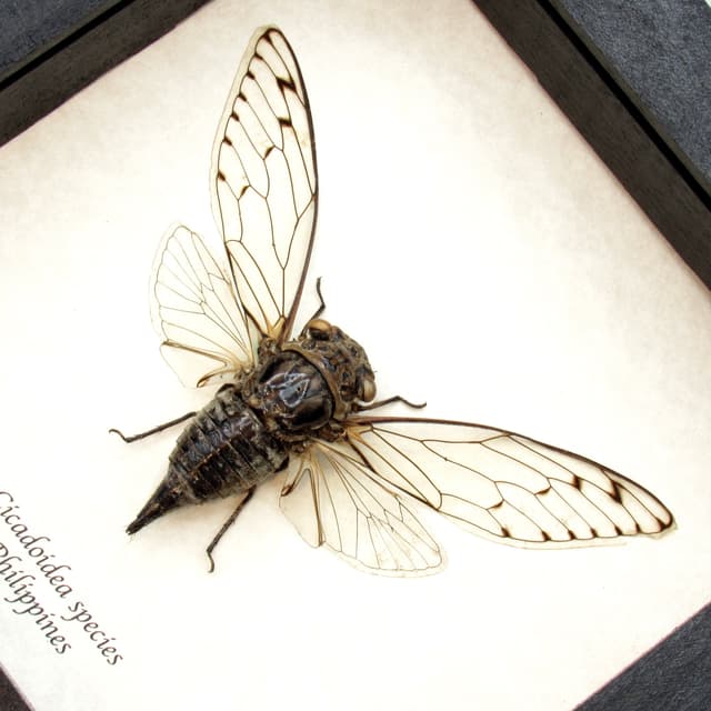 Real large Cicada framed taxidermy - Cicadoidea species