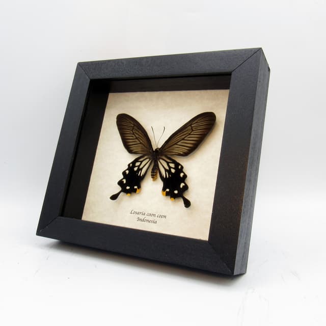 Real framed taxidermy Clubtail butterfly - Losaria coon coon - female