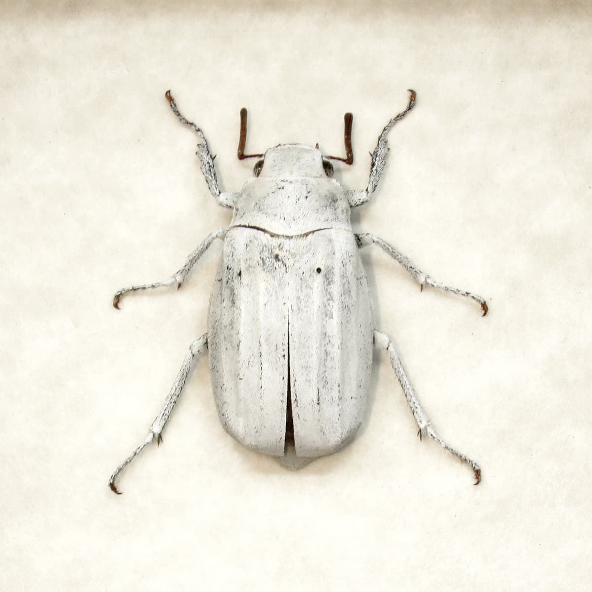 Real White Scarab beetle framed taxidermy - Melolonthinae cyphochilus