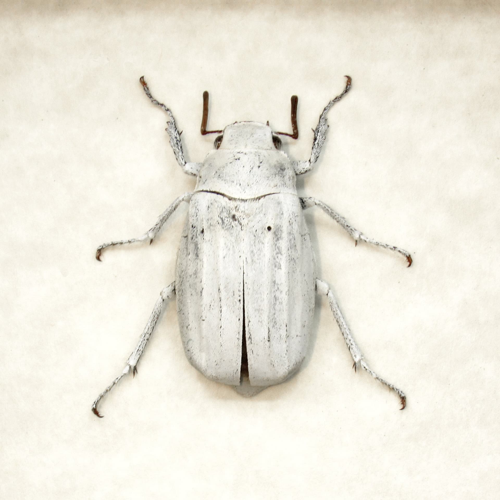 Real White Scarab beetle framed taxidermy - Melolonthinae cyphochilus
