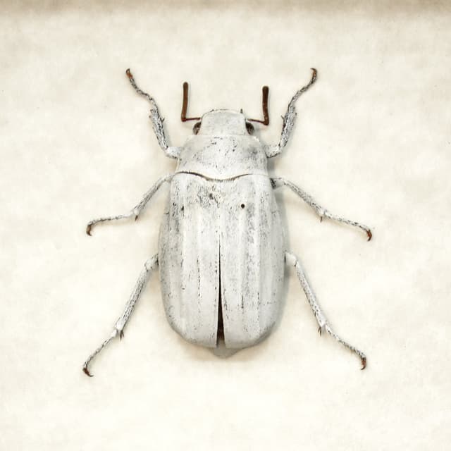 Real White Scarab beetle framed taxidermy - Melolonthinae cyphochilus