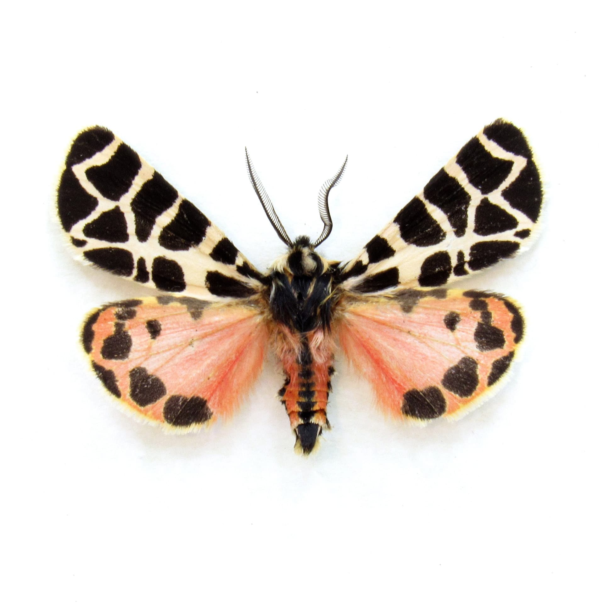 Rare pink Tiger moth framed taxidermy - Grammia incorrupta