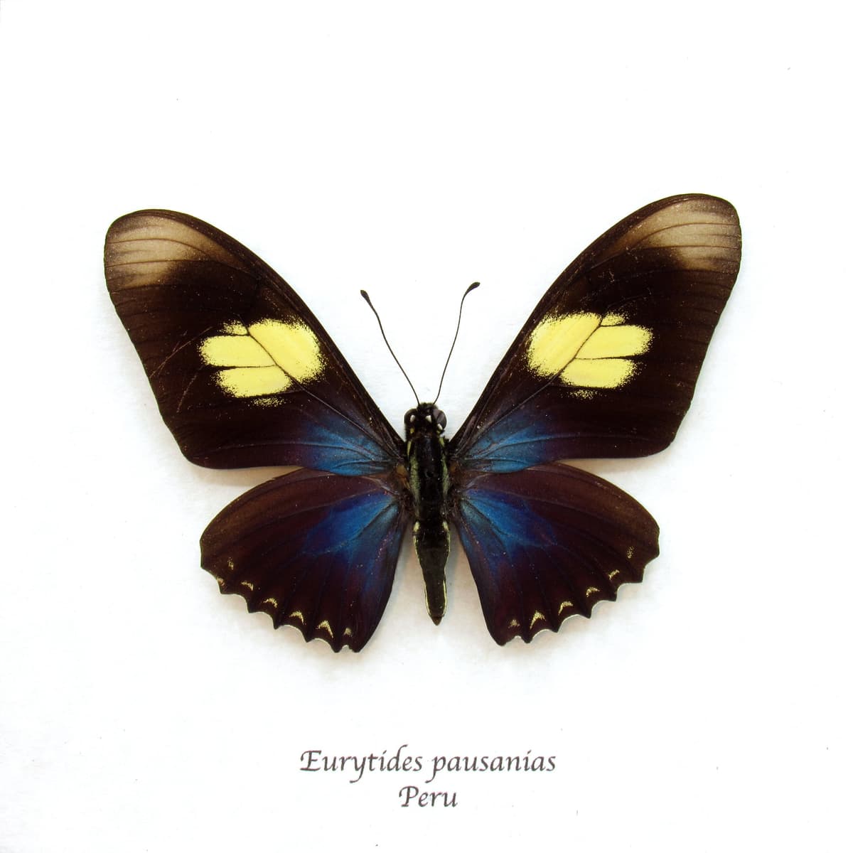 Real iridescent blue butterfly framed taxidermy - Eurytides pausanias