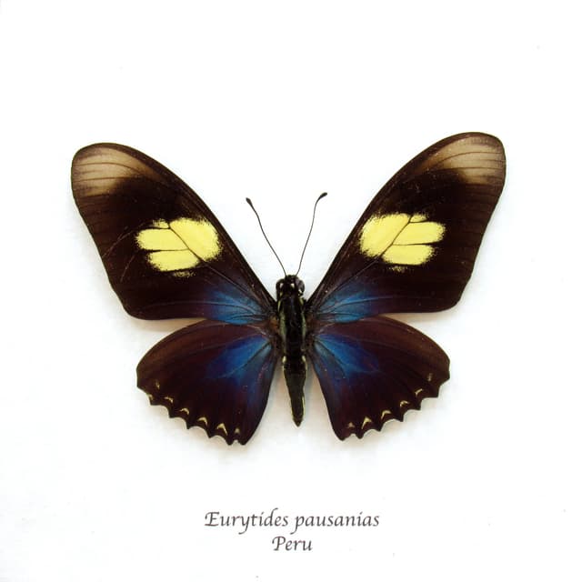 Real iridescent blue butterfly framed taxidermy - Eurytides pausanias