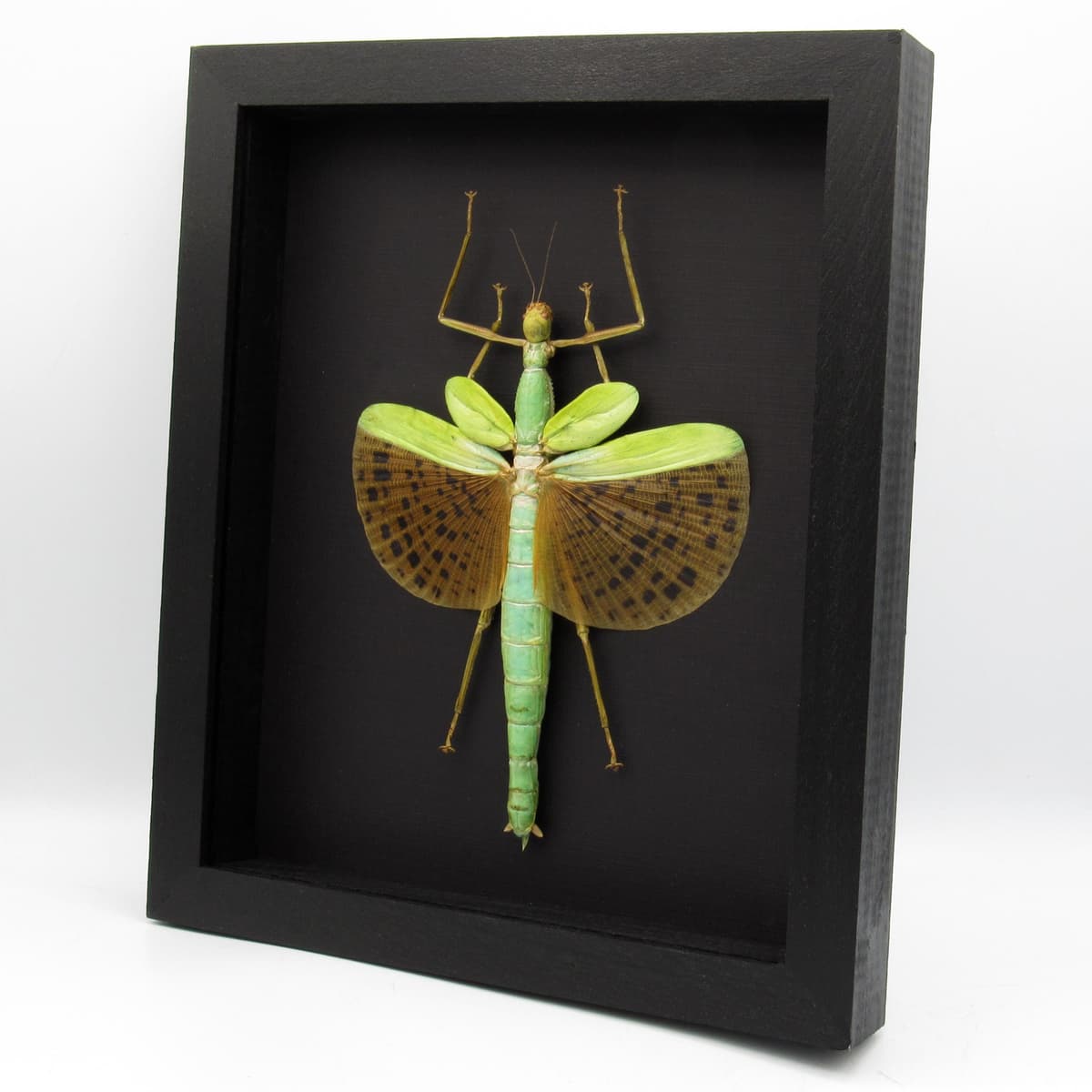 Rare GIANT winged Stick bug framed taxidermy - Paracyphocrania major - female