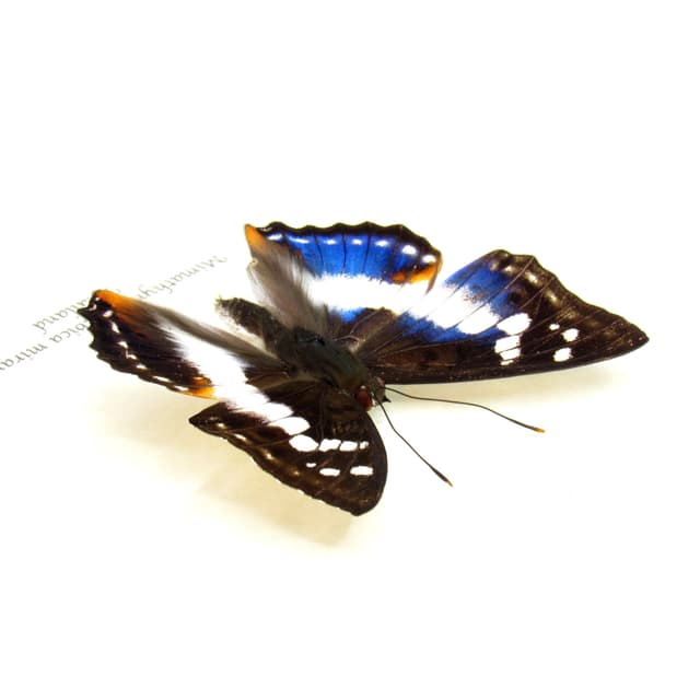 Real iridescent Indian Purple Emperor butterfly framed taxidermy - Mimathyma ambica miranda