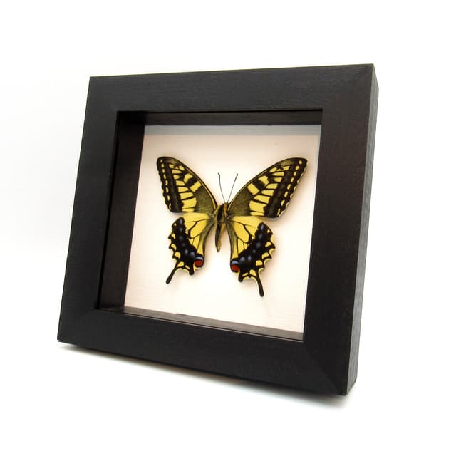 Real yellow Old World Swallowtail butterfly framed taxidermy - Papilio machaon hippocrates