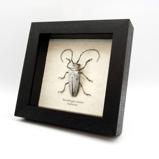 Rare giant white Longhorn beetle framed taxidermy - Rosenbergia vetusta