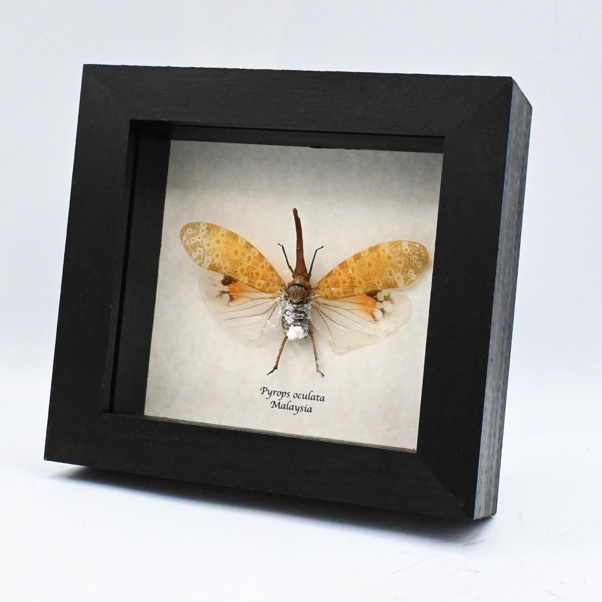 Real large White Lanternfly framed taxidermy - Pyrops oculata