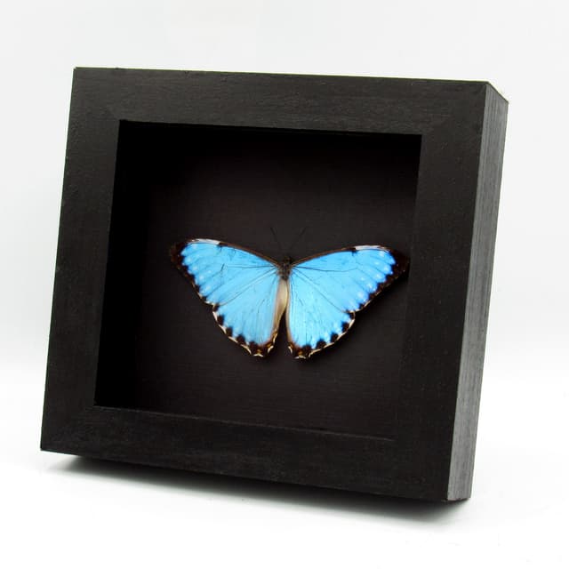 Real iridescent blue Morpho butterfly framed taxidermy - Morpho portis - Victorian mount
