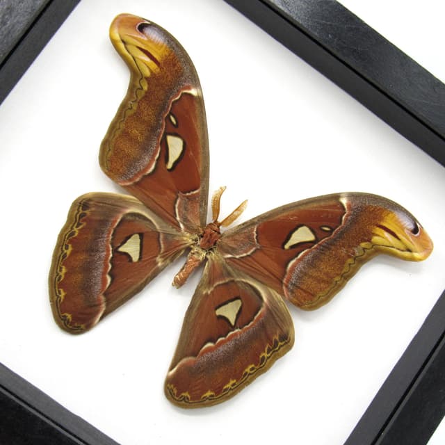 Real Giant Atlas moth framed taxidermy - Attacus atlas - 7.4 inch wingspan