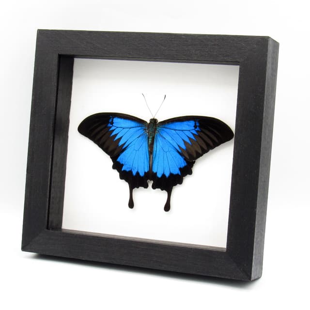 Real iridescent Blue Ulysses Swallowtail butterfly framed - Papilio ulysses - Victorian mount