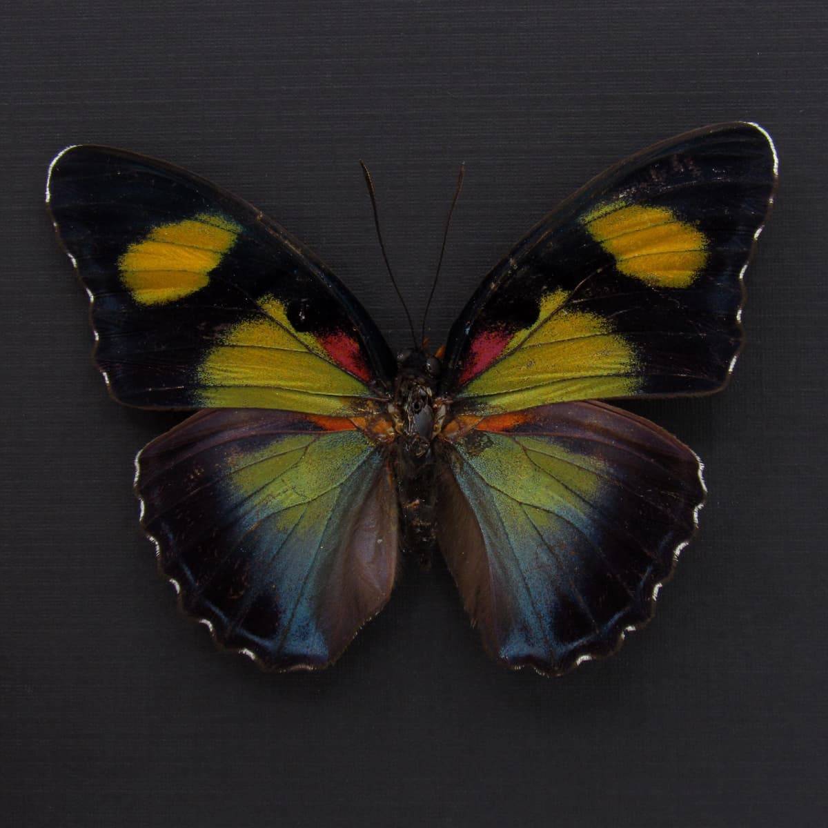 Rare Forester butterfly framed taxidermy - Euphaedra janetta - large female