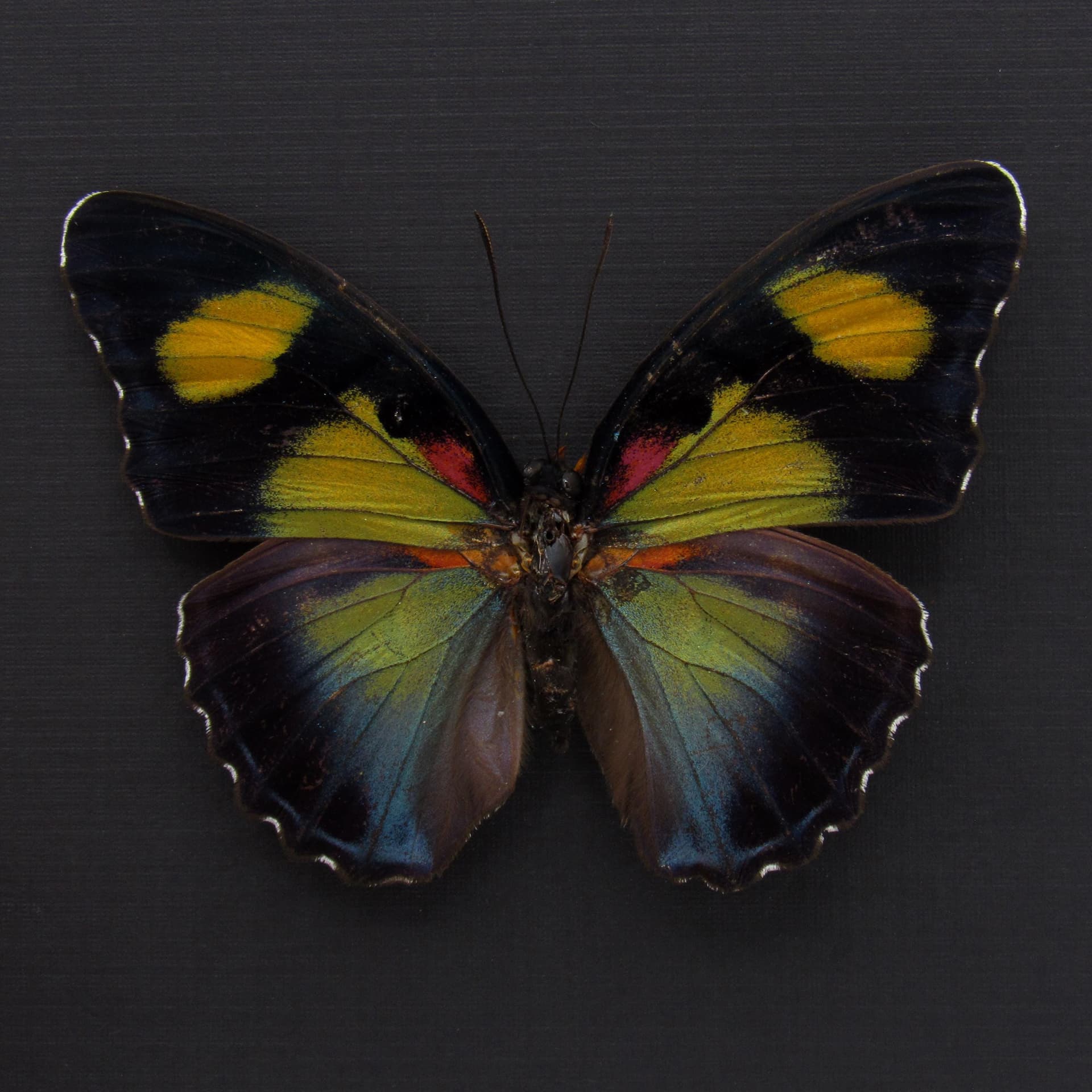 Rare Forester butterfly framed taxidermy - Euphaedra janetta - large female