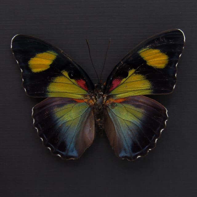 Rare Forester butterfly framed taxidermy - Euphaedra janetta - large female