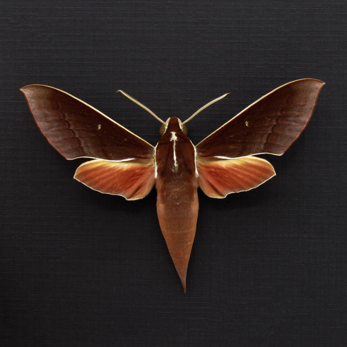 Real White-edged Hunter Hawkmoth framed taxidermy - Theretra pallicosta