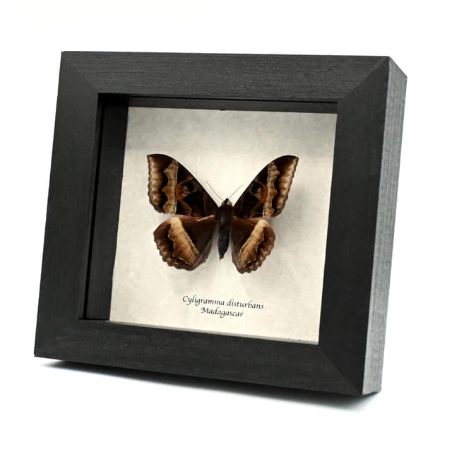Real Noctuid moth framed taxidermy - Cyligramma disturbans