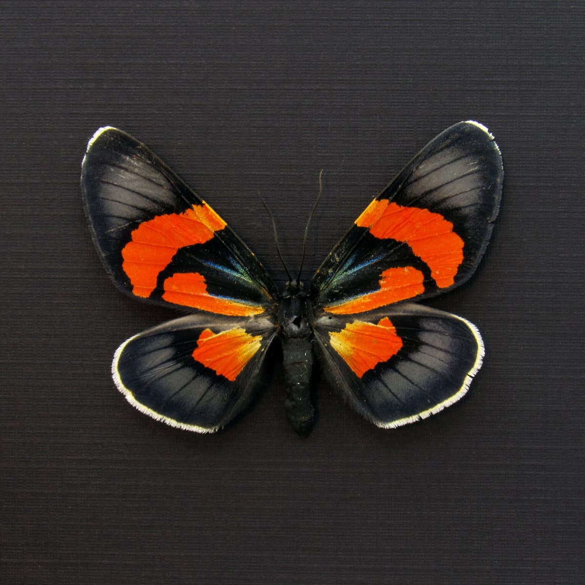 Rare metallic orange moth framed taxidermy - Milionia celebensis - female