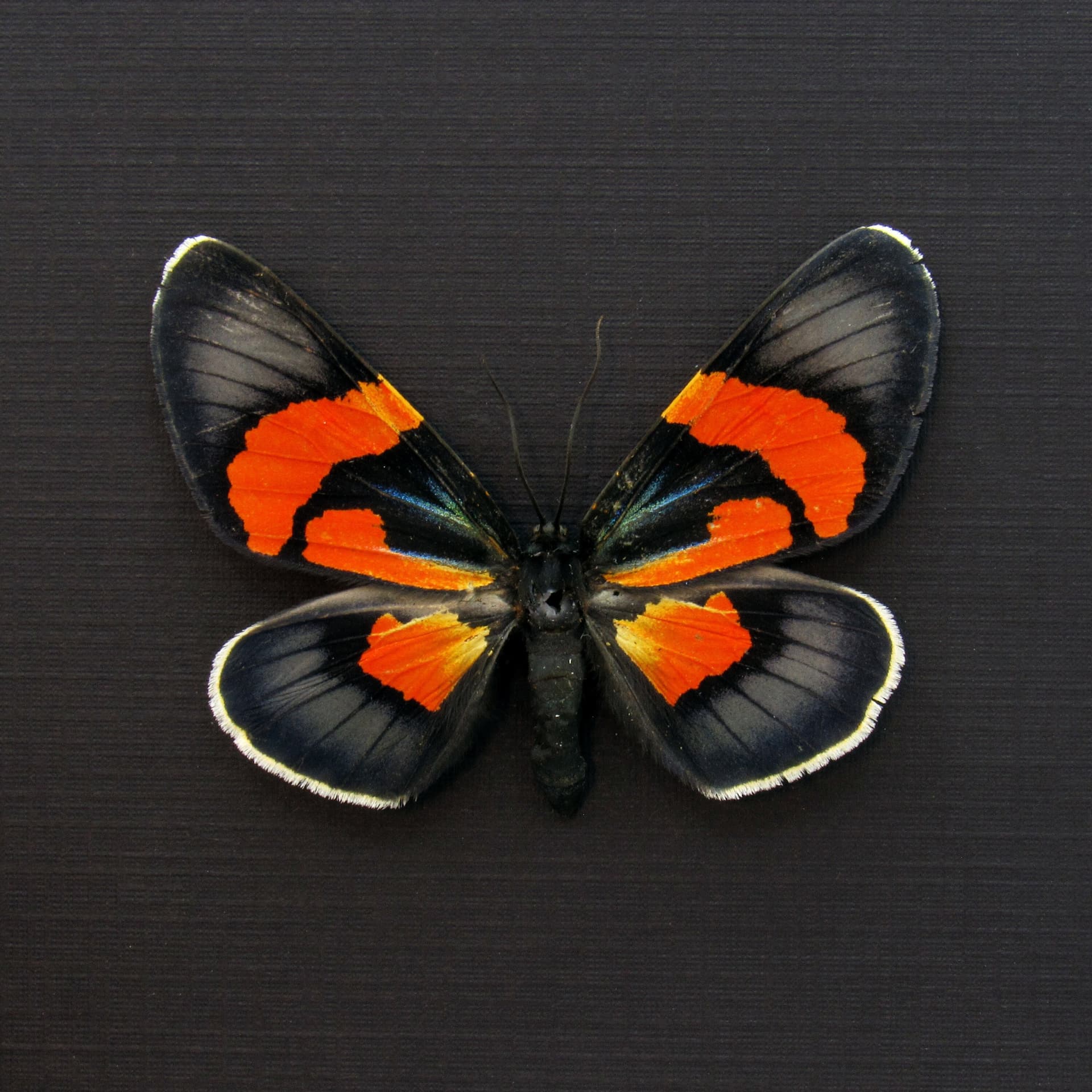 Rare metallic orange moth framed taxidermy - Milionia celebensis - female