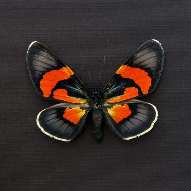 Rare metallic orange moth framed taxidermy - Milionia celebensis - female