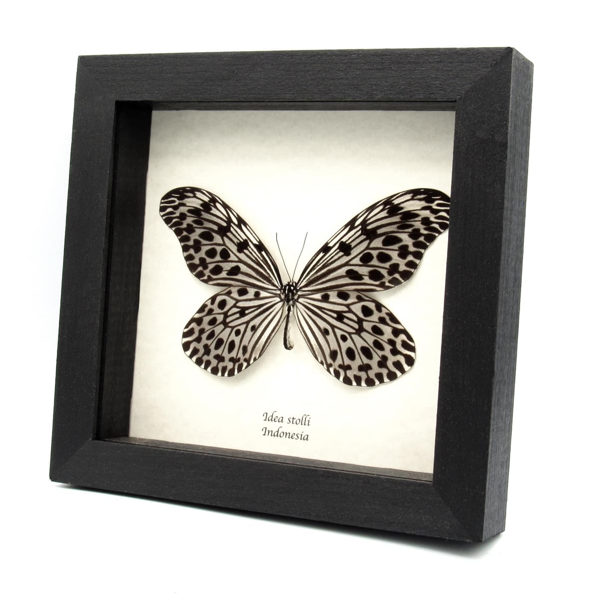 Large female Silver Ricewing butterfly framed taxidermy - Idea stolli