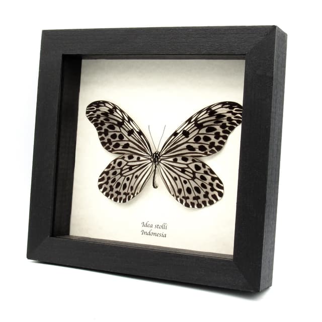 Large female Silver Ricewing butterfly framed taxidermy - Idea stolli