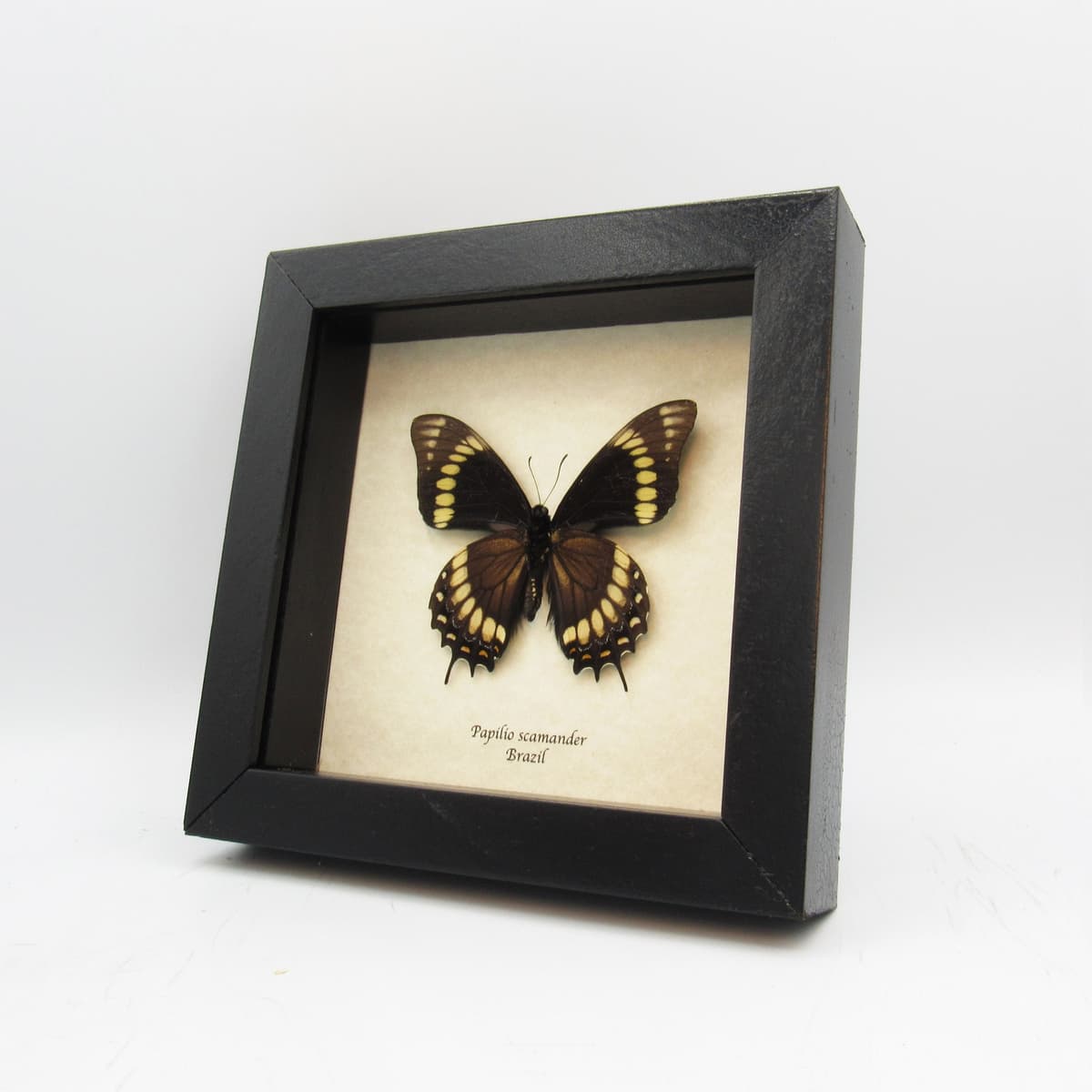 Rare black butterfly framed taxidermy - Papilio scamander