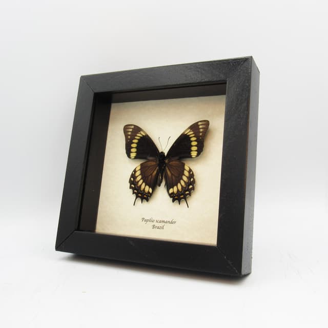 Rare black butterfly framed taxidermy - Papilio scamander