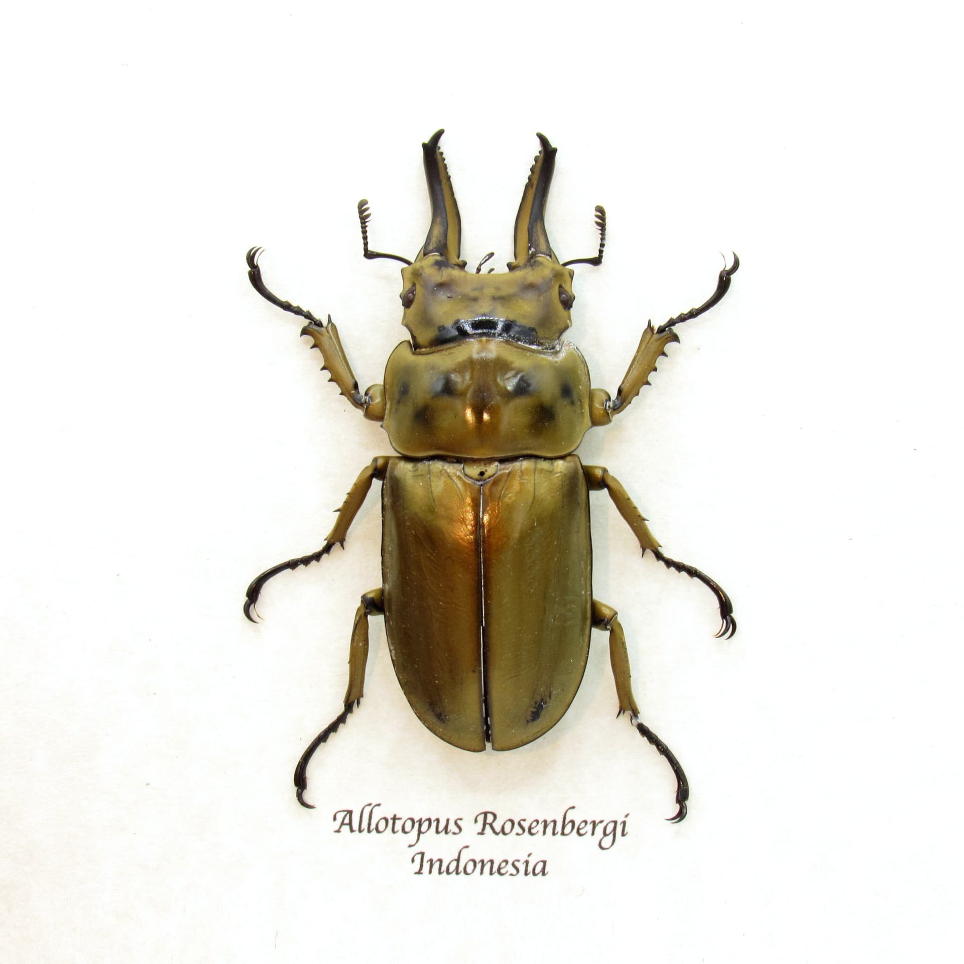 Real Bronze Devil Stag beetle framed taxidermy - Allotopus Rosenbergi - XL