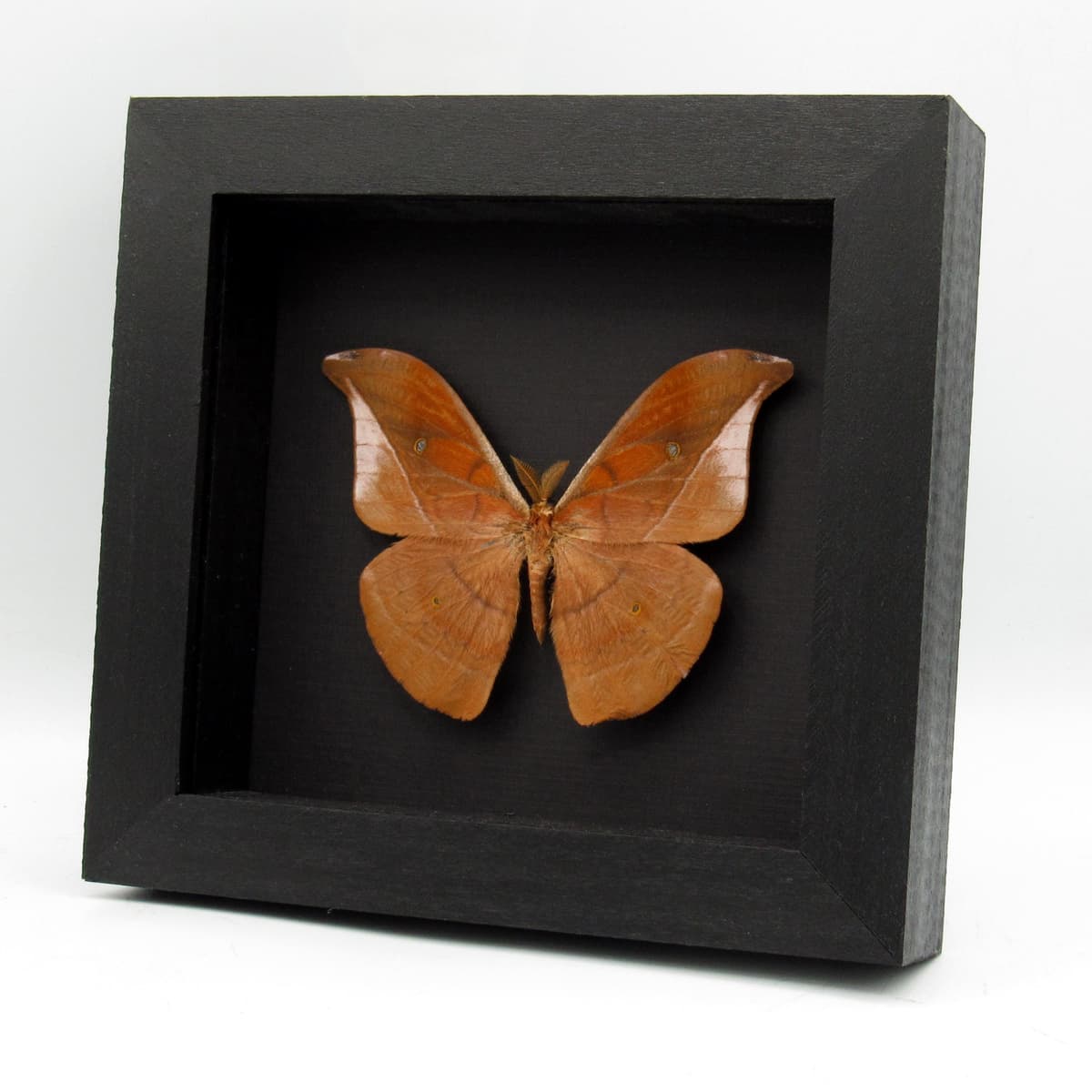 Real Mexican Silk moth framed taxidermy - Copaxa decrescens