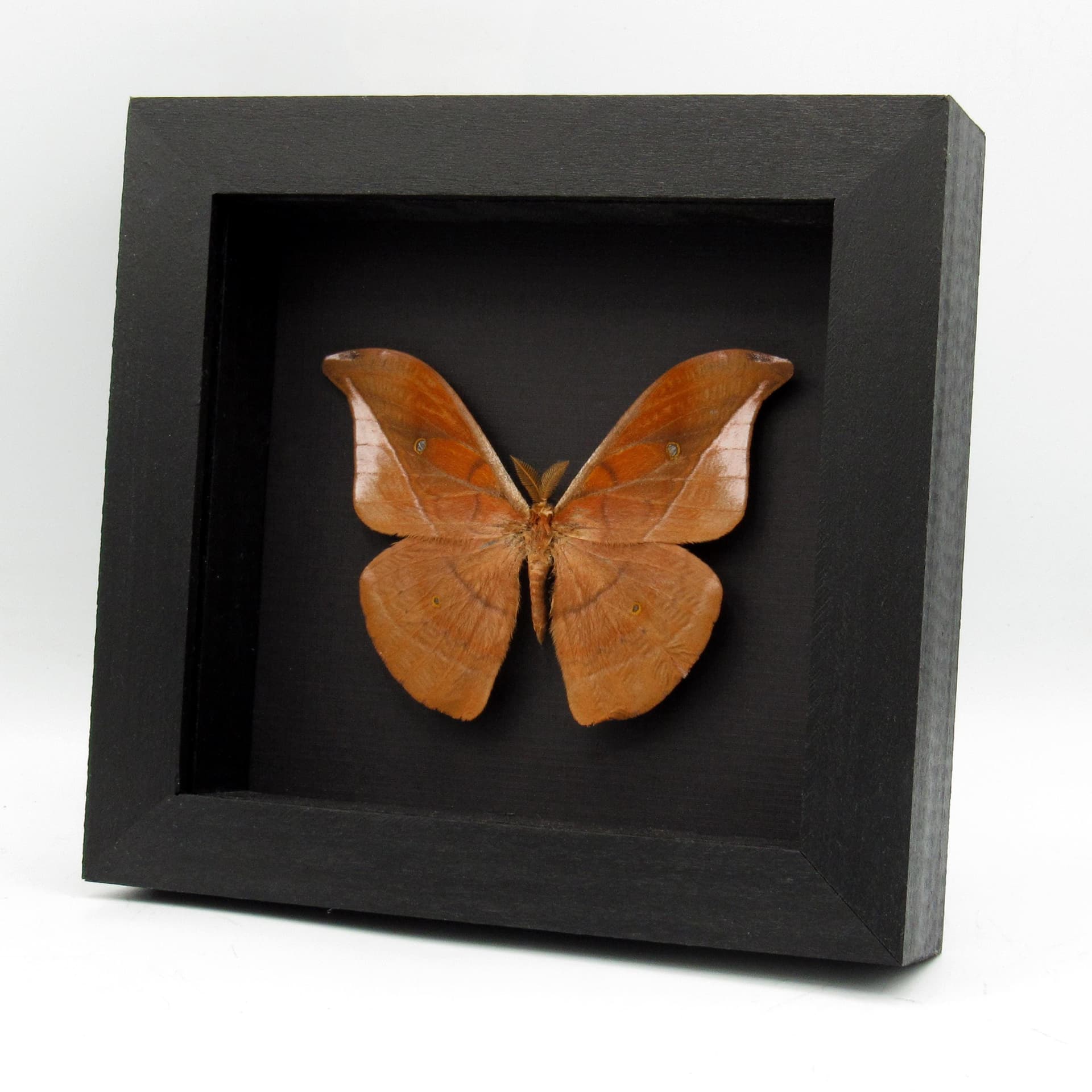 Real Mexican Silk moth framed taxidermy - Copaxa decrescens