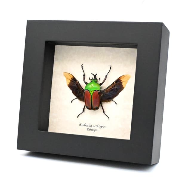 Rare red Scarab beetle framed taxidermy - Eudicella aethiopica