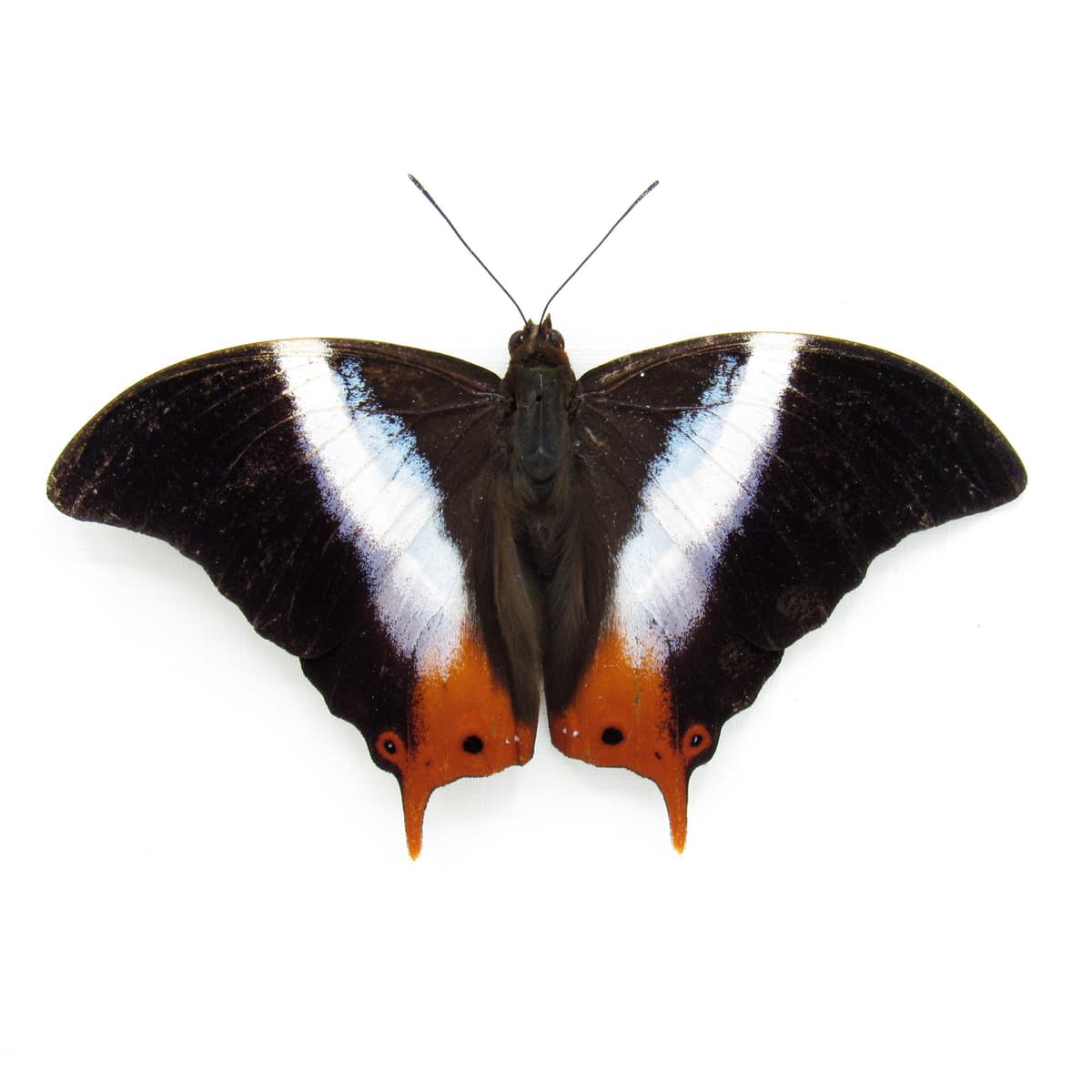 Real Violet Banded Palla butterfly framed taxidermy - Palla violinitens - Victorian mount