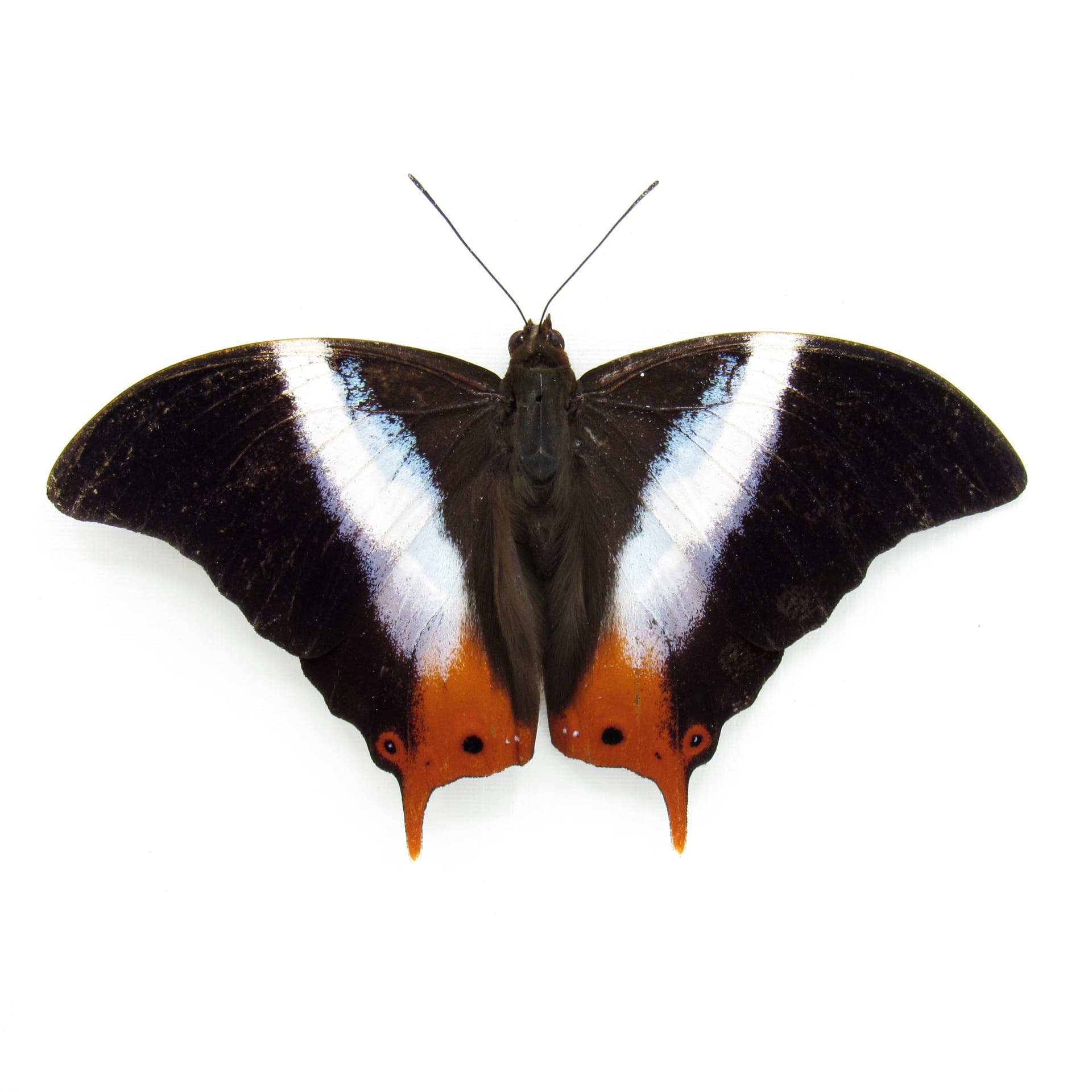 Real Violet Banded Palla butterfly framed taxidermy - Palla violinitens - Victorian mount
