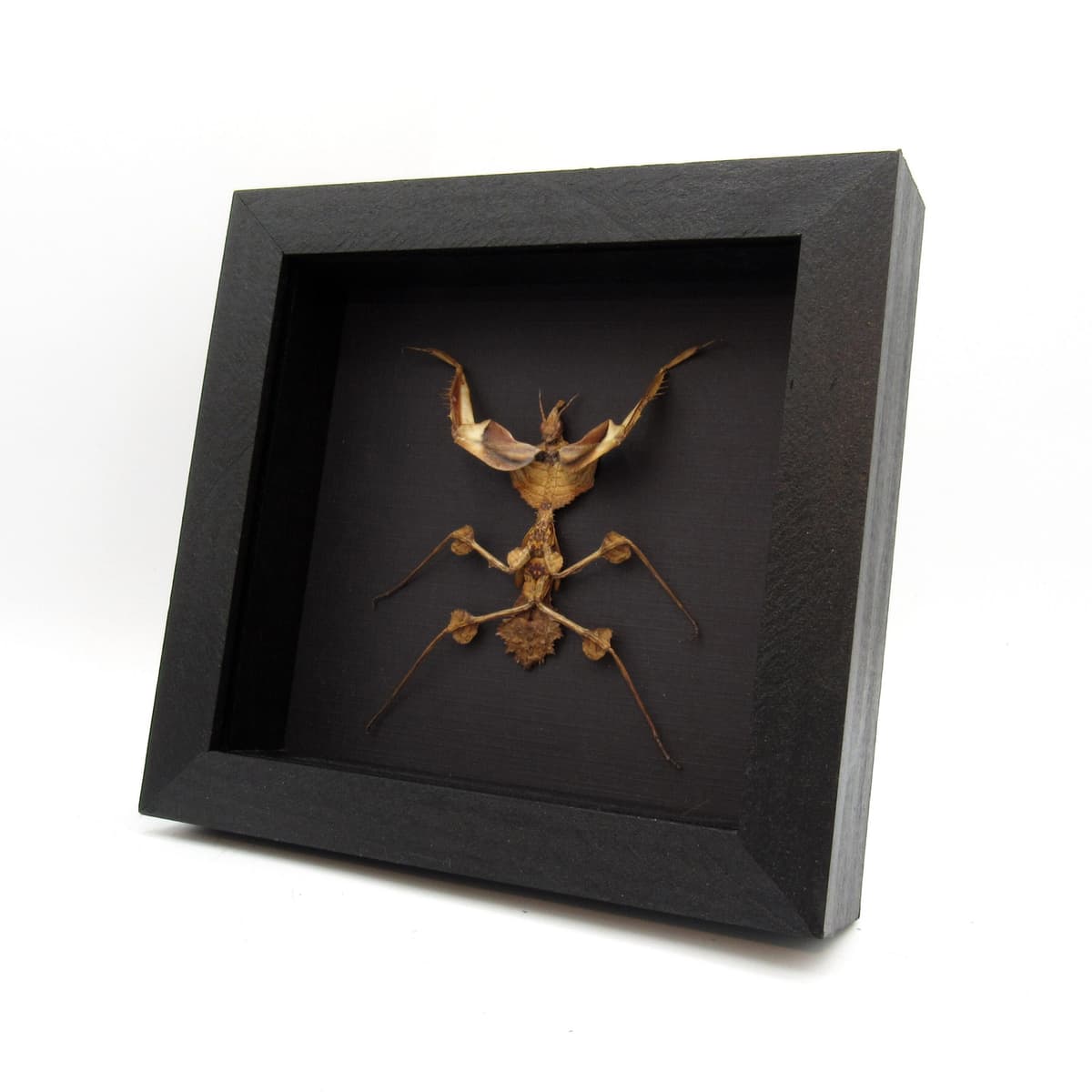 Real Devils Flower Mantis framed taxidermy - Idolomantis diabolica - medium sized nymph