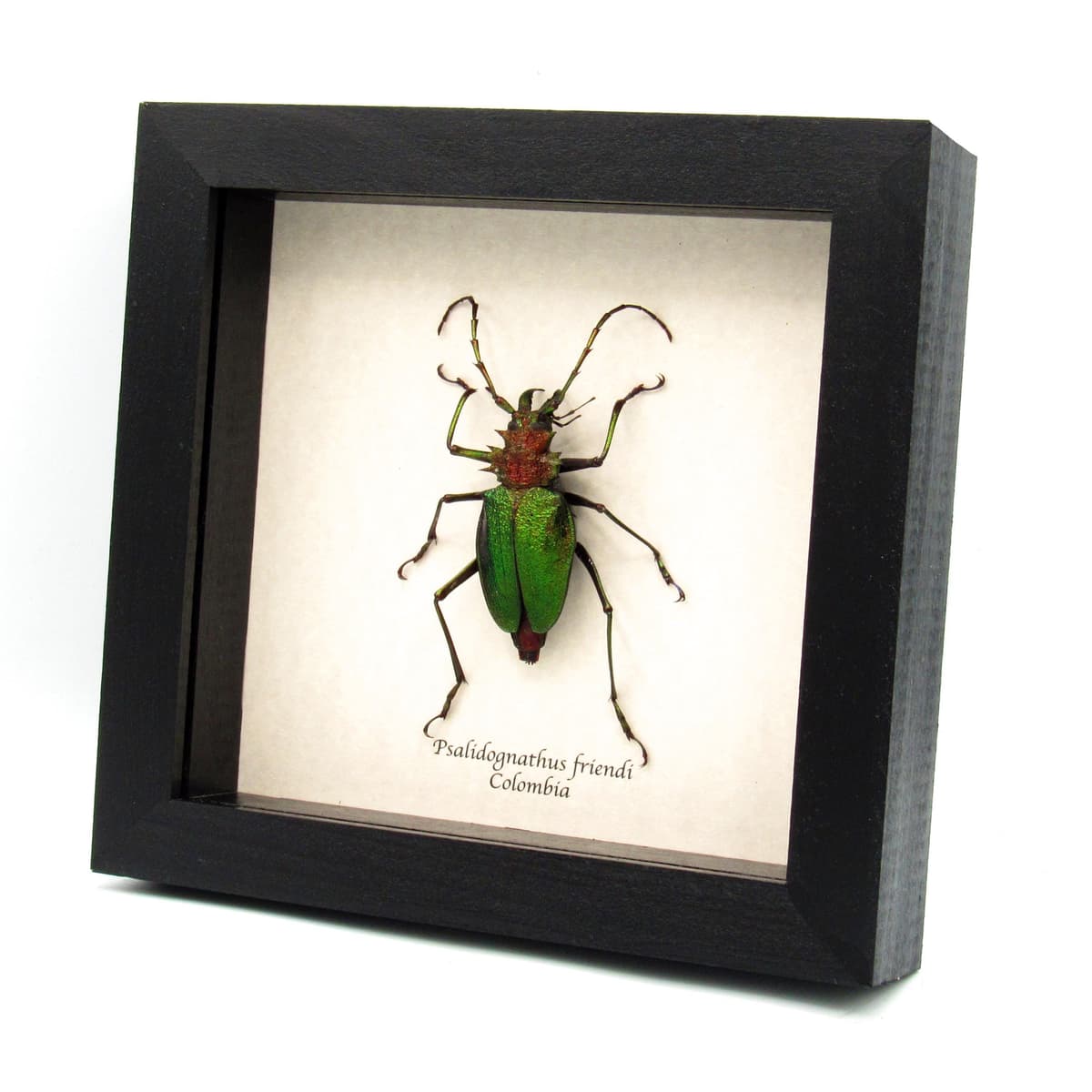 Rare metallic green Longhorn beetle framed taxidermy - Psalidognathus friendi - large female